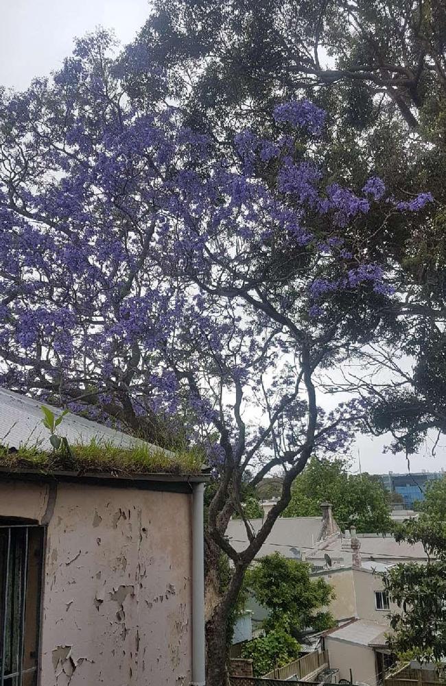 Flowering jacaranda tree at Blaxland. Picture: Heath Parkes-Upton