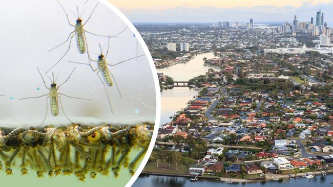 Mosquitoes have invaded the Gold Coast.