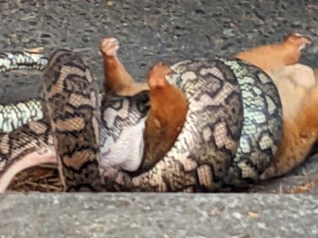 Local Brisbane woman captures a large carpet python snacking on a possum in a street. Photo: Karen Dutra