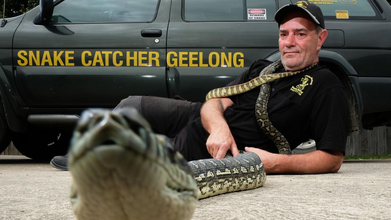 Geelong's Darren Keiller is having a busy season as a snake catcher. Here he is shown with his pet Pythons Wilson and Fedi.Picture: Mark Wilson