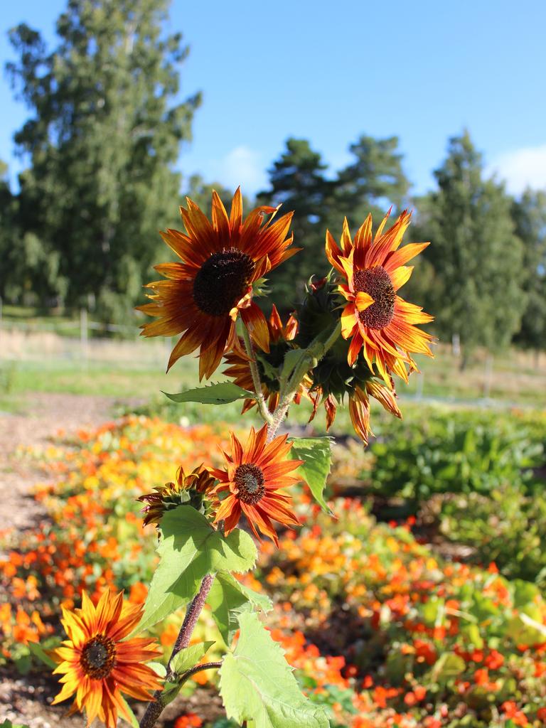 Red sunflowers at Kirkeby.