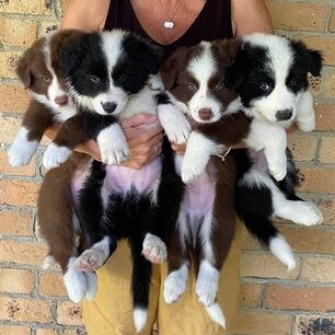 Gold Coast's cutest dogs: Axel, Obi, Brandy and Ollie. Submitted by Kate Pearce.