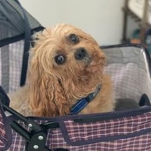 Gold Coast's cutest dogs: Charlie. Submitted by Janine Seckold.