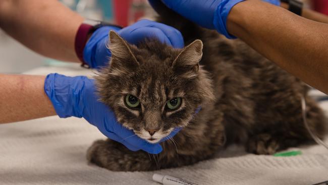 A cat that is not eating or drinking is checked at a San Diego vet after two cats test positive for coronavirus in New York City. Picture: Ariana Drehsler/AFP