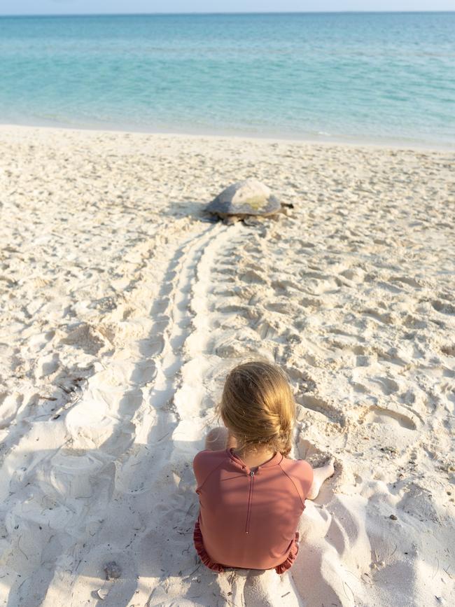 A turtle heads back to the ocean after nesting on Heron Island. Picture: Narelle Bouveng