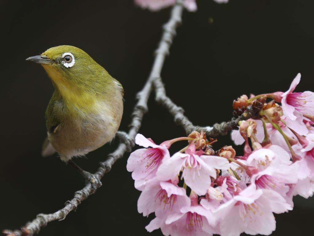 In this March 10, 2018 photo, a Japanese white-eye roosts on early blooming cherry blossom, called “Kanzakura” at the Shinjuku Gyoen National Garden in Tokyo. Picture: AP