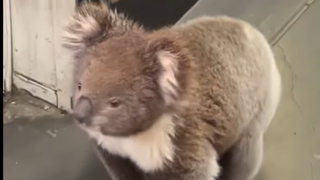 Koala walks into Liquor Legends in Mount Barker | The Advertiser