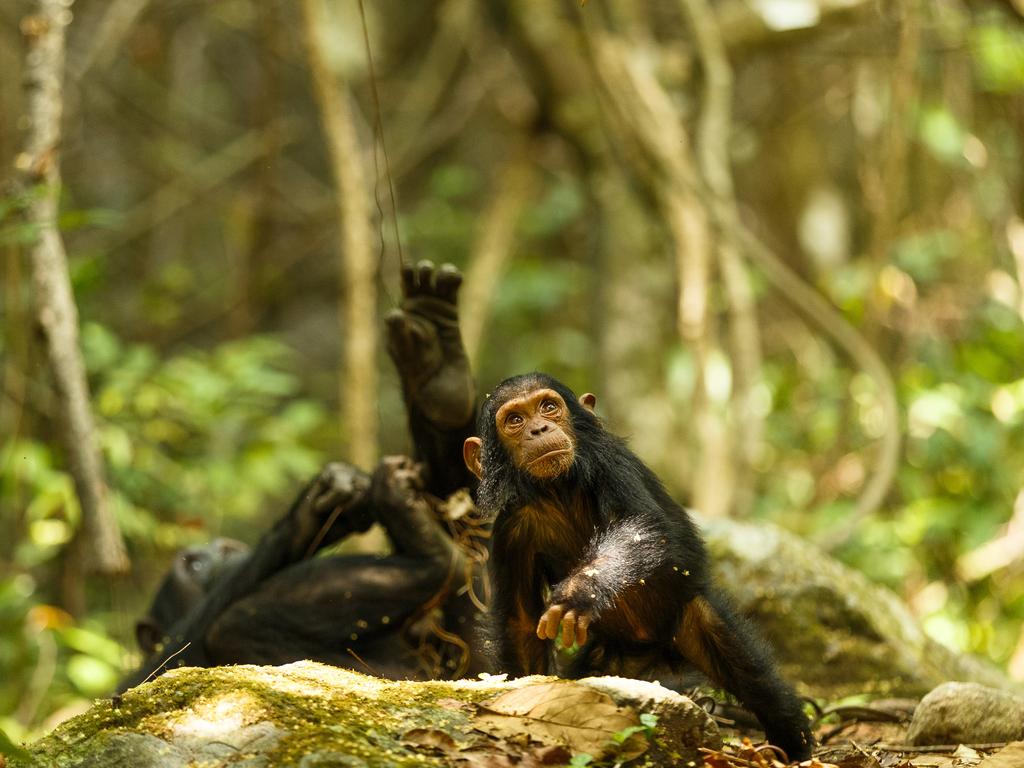 Breath taking African wildlife | Herald Sun