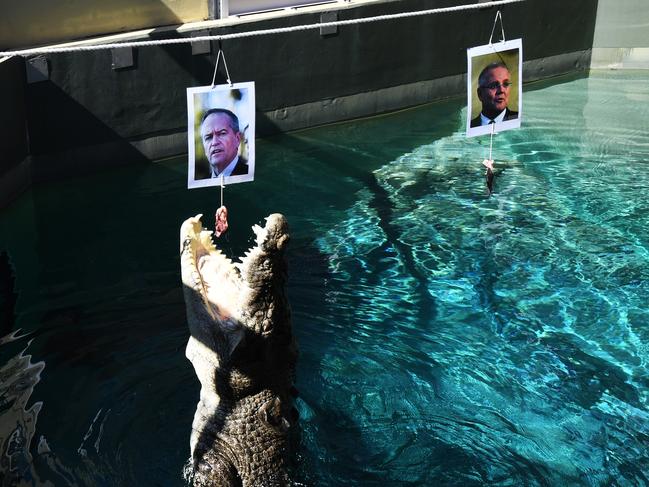 Burt the psychic croc has predicted Opposition Leader Bill Shorten will lead Labor to victory in Saturday’s federal election. Picture: Katrina Bridgeford