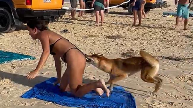 Last year, a dingo on K'gari bit a French tourist enjoying a day at the beach. Picture: Supplied