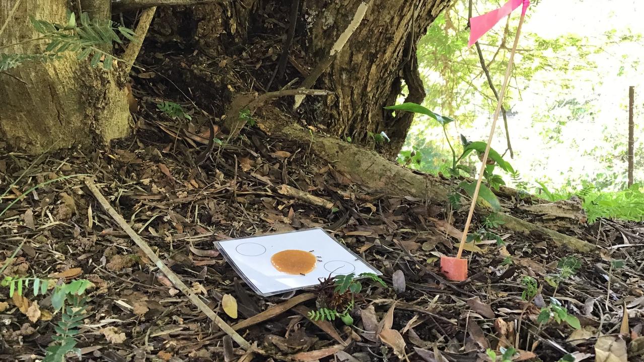 A large-scale surveillance blitz targeted the ants at Kuranda, near Cairns, in January 2020. Picture: Supplied