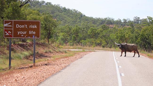 Big horny Buffalo stands on Kakadu highway at the southern entrance of Kakadu National Pa