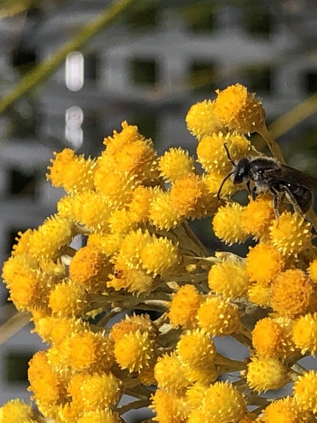 <i>Chrysocephalum semipapposum</i>, also known as clustered everlasting. Photo: J.Schiller