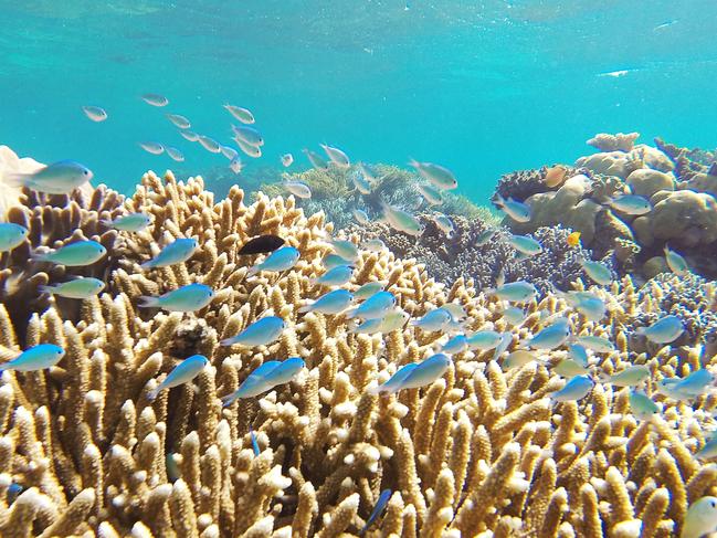 General, generic photo of Mackay Reef and sand cay, part of the Great Barrier Reef in Tropical Far North Queensland.