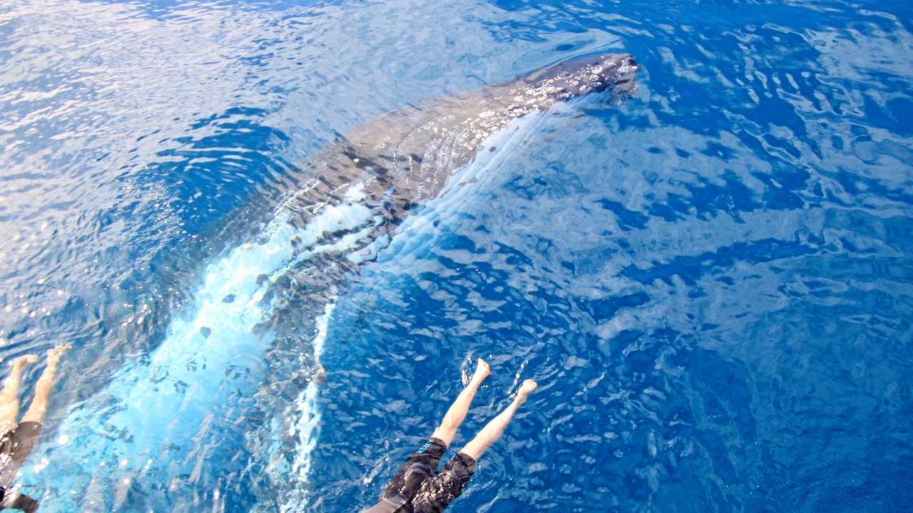 PHOTO OF A LIFETIME: Divers experience an incredible, up-close whale encounter during a Blue Dolphin Marine Tours outing in Hervey Bay. Picture: Cassandra Smith