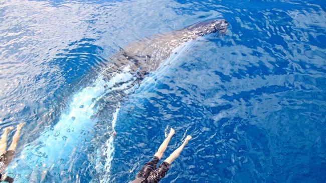 PHOTO OF A LIFETIME: Divers experience an incredible, up-close whale encounter during a Blue Dolphin Marine Tours outing in Hervey Bay. Picture: Cassandra Smith