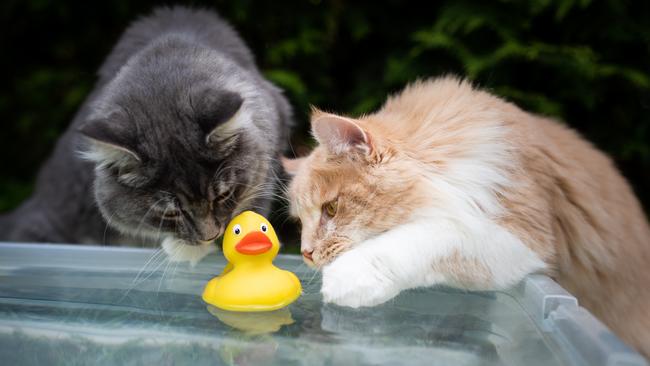 Cats like to roam so consider keeping them contained in a part of the garden. Picture: iStock