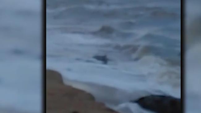 Video: Crocodile caught in the waves at beach north of Townsville ...