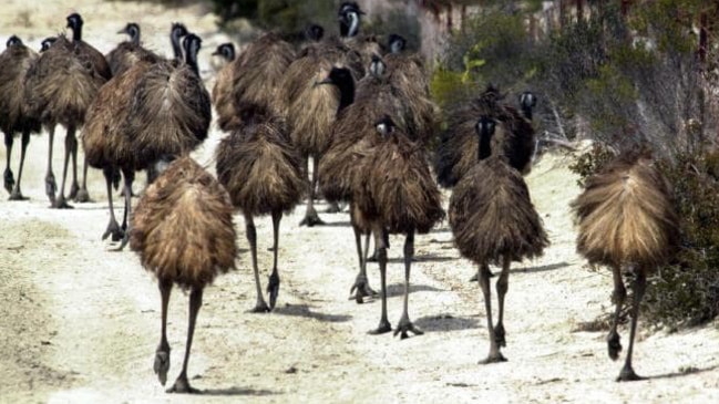 The emus proved a more formidable foe than anyone predicted. Picture: Supplied