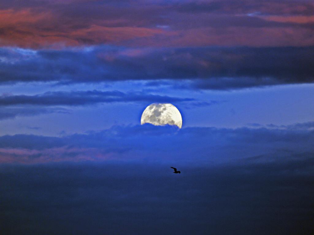 The supermoon over Sydney at dusk. Picture: Nicholas Eagar