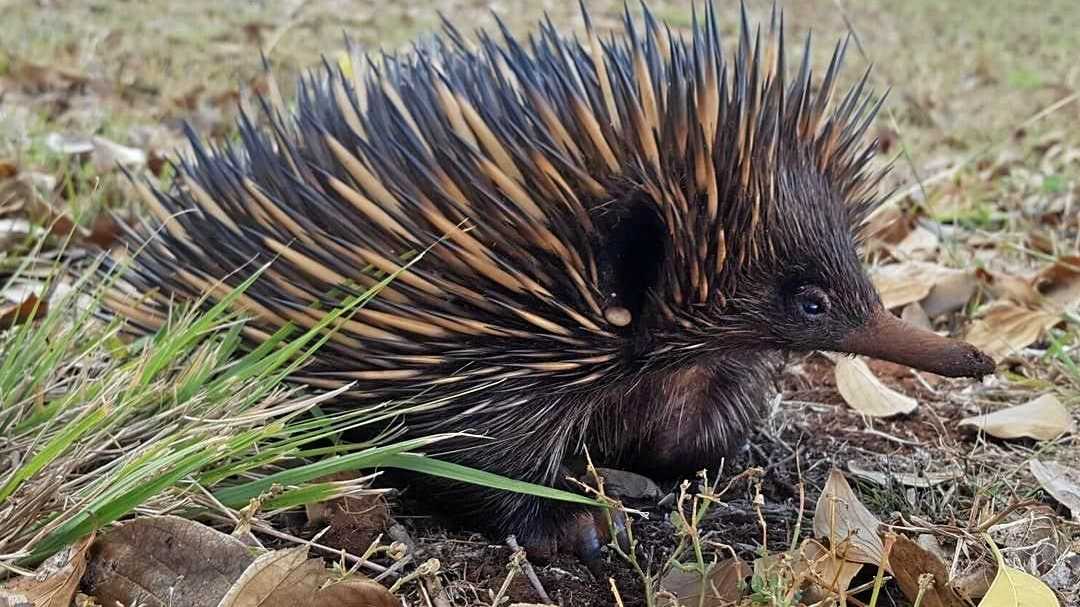 Keep an eye open for an echidna train … yes it’s a thing | Daily Telegraph