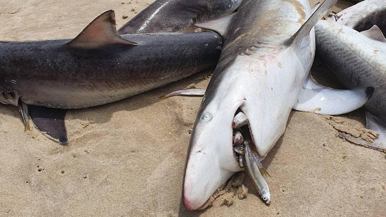 Shark death frenzy on South Stradbroke Island | The Chronicle