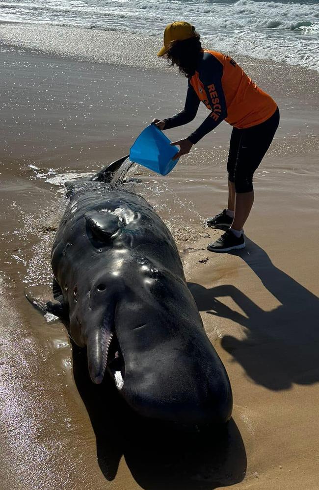 The baby sperm whale died on Windang Beach on Thursday.