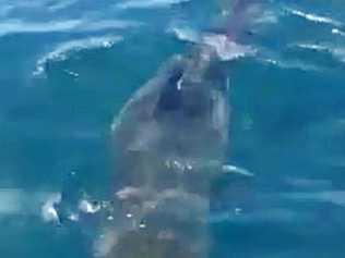 Sharks were ripping into a whale carcass floating about 5km off Point Cartwright. Picture: Ashley Symonds