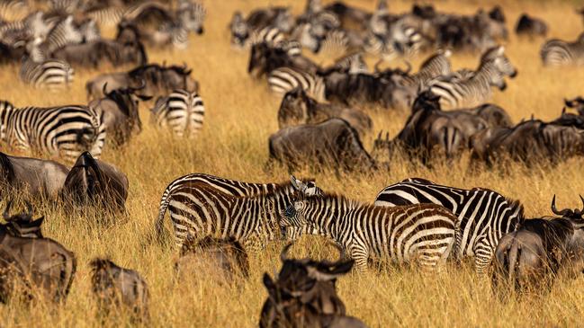 Plains zebras and Wildebeest antelopes in the wildlife at the Great Migration.