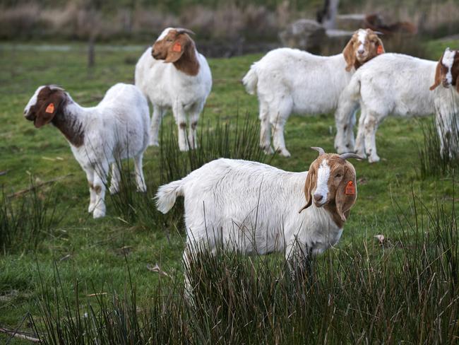 Sherwood Boer Goats at Latrobe. PICTURE CHRIS KIDD