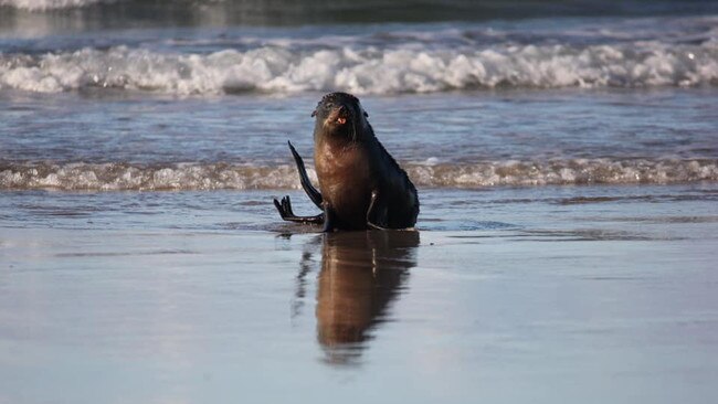 Felicity Doyle captured these images of a long nose fur seal who came ashore at Brooms Head on Sunday for a play