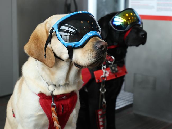 Service dogs wear goggles before boarding a flight that will pass through the path of totality during the eclipse. Picture: Justin Sullivan/Getty Images