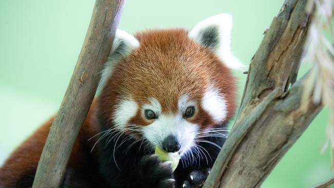 A red panda at Sydney Zoo. Picture: Getty Images