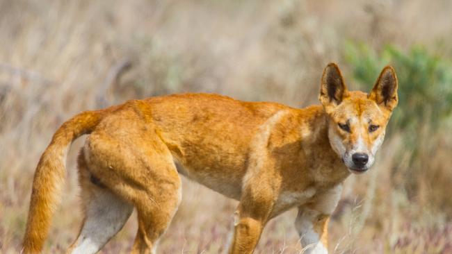 Dingo in Exmouth, Western Australia