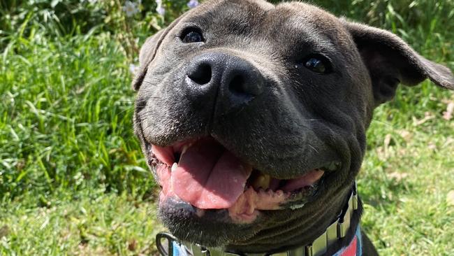 A dog wearing a prong collar.