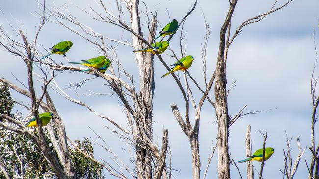 Orange-bellied parrots. Picture: Peter Marmion