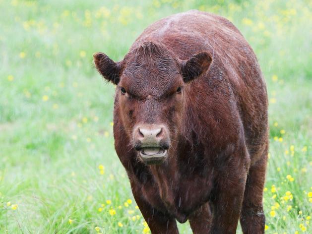 <b>Singled out:</b> The red meat industry has been unfairly targeted by environmental groups, according to Red Meat Advisory Council Chair John McKillop.