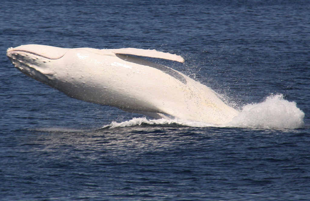 Migaloo the white whale is heading our way Daily Telegraph