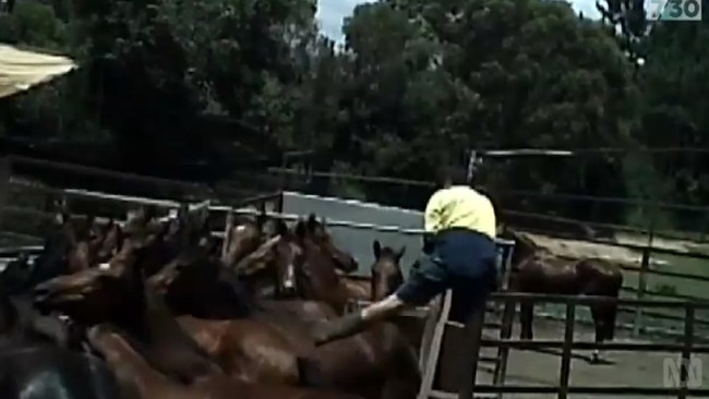 Abattoir workers are seen kicking the horses as they wait slaughter.