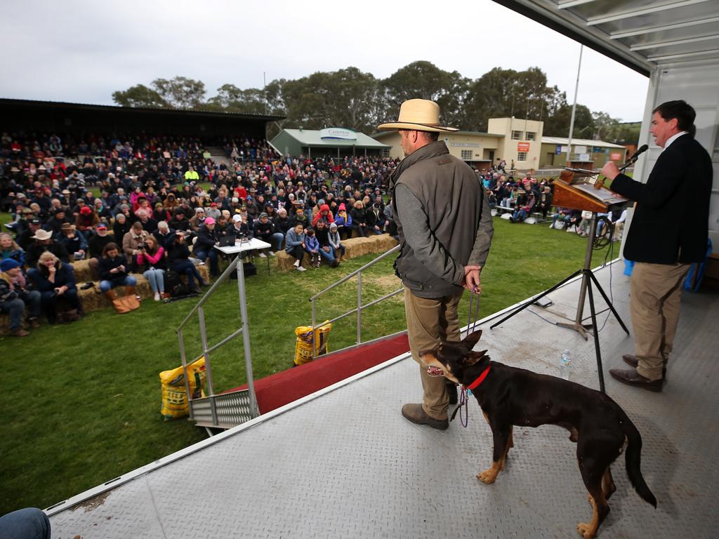 The annual Australian Kelpie Muster was held last week in Casterton where 57 dogs sold at auction from the 66 offered, averaging $4908 and a top of $15,000. Picture: Yuri Kouzmin