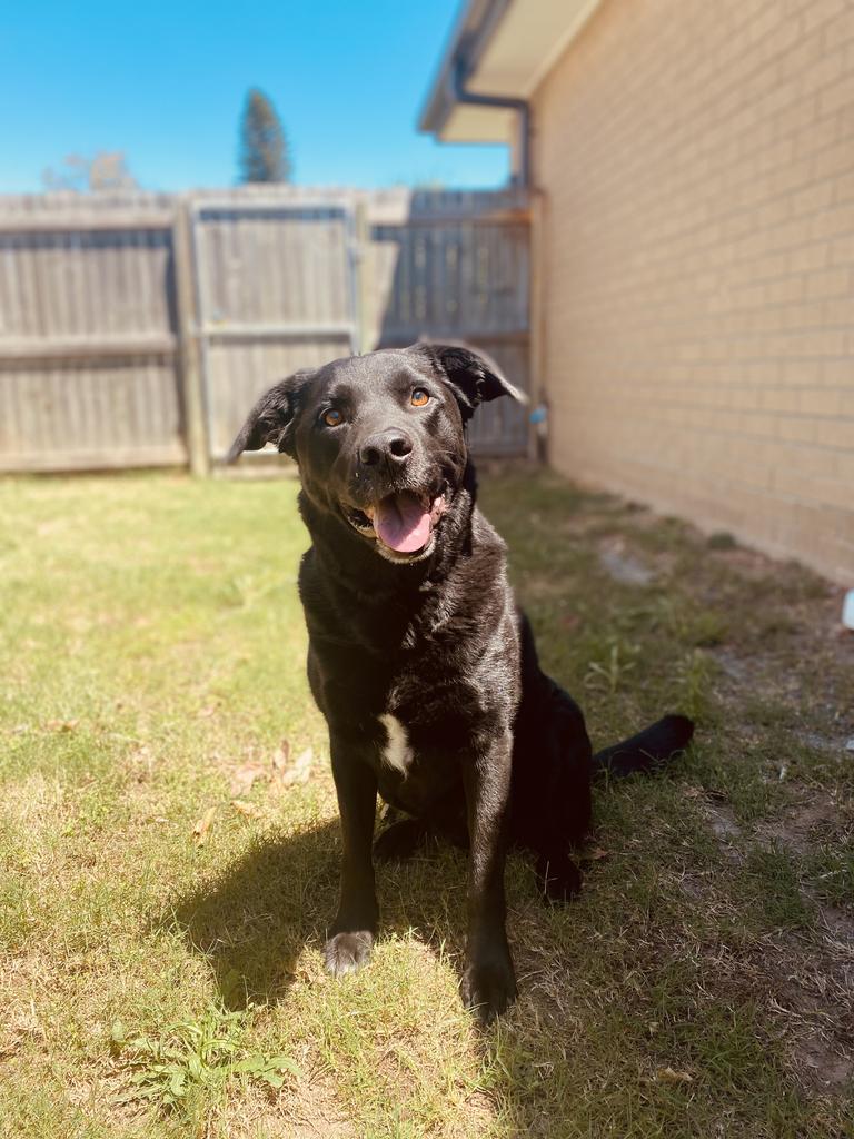 Dexter Smith – Dexter is a male labrador cross border collie. He loves to play fetch for hours and hours. He enjoys car rides and always wants to be close me, no matter where I am in the house.