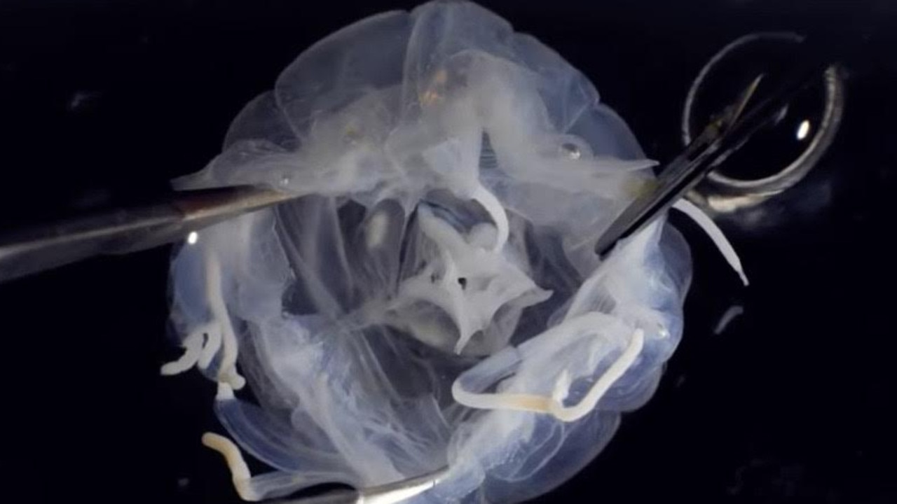 24 gözle görülen ölümcül denizanası