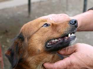 GRRRR TOUGH TEETH: The importance of caring for your dog's teeth. Picture: Fox on Unsplash