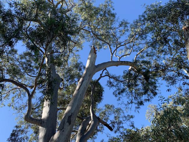 A tree limb fell on a parked car on South Terrace, Adelaide, on, 15 December 2020. Picture: Caleb Bond