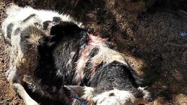 ATTACK: A dairy calf was injured in a wild dog attack on a Cedar Pocket farm. Picture: Contributed