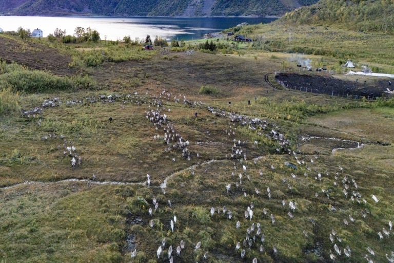 Green energy projects adding to Sami people’s climate woes: Amnesty