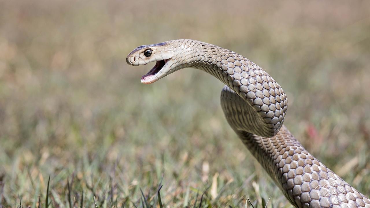 Snake alert: Three people bitten by snakes in 24 hours