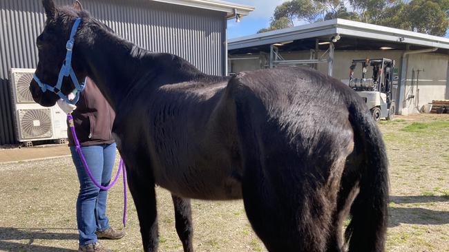 Dreamer was another of the horses seized by an RSPCA inspector from a property at Copeville in the Murraylands. Picture: RSPCA SA