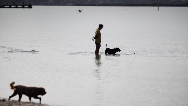 Dogs cool off at Port Melbourne on Monday morning. Picture Tony Gough