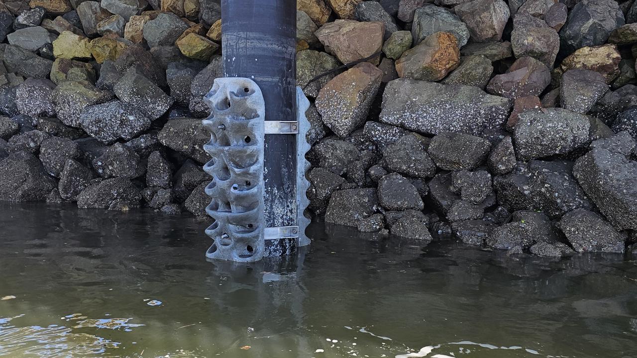 Concrete 'wraps' have been attached to pylons under the boardwalk on Ross Creek as part of an effort to provide habitat to oysters, mussels, and more. Single use only, no archiving.